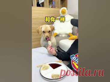 #萌寵 #拉布拉多 #labradorpuppy ------------------------------------------------------------------AllHomey 吱吱叫狗狗玩具毛绒咀嚼玩具https://amzn.to/3oHNLgA---------------------...