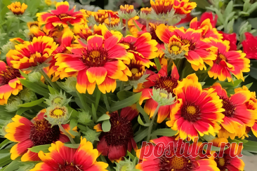 Гайлардия: Выращивание и уход за красно-жёлтым цветком, похожего на ромашку &amp;#8211; Agro-Info