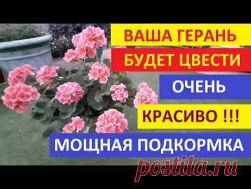 Хотите чтобы Пеларгония пышно цвела чем Лучше подкормить Герань чтобы обильно цвела