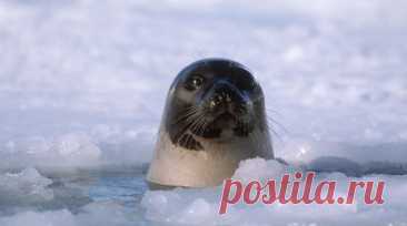 В Приморье спасли ещё одного тюленёнка. В Приморском крае спасли тюленёнка из полыньи на мелководье. Читать далее