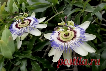Пассифлора: «цветок страсти», обладающий полезными свойствами &amp;#8211; Agro-Info