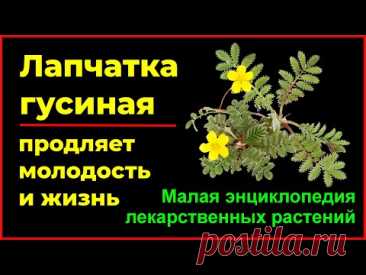 Лапчатка гусиная продляет молодость и жизнь Potentilla goose prolongs youth and life