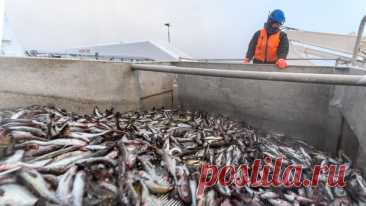 Япония в марте нарастила импорт рыбы из России