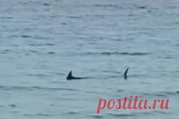 Туристы заметили акулу на популярном пляже Европы и сняли ее на видео