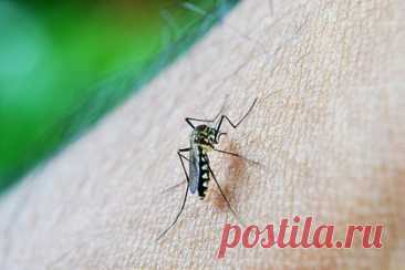 В Дубае началось нашествие переносящих опасные болезни комаров