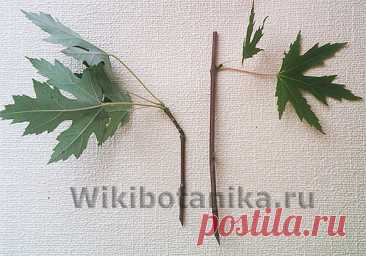 Что такое черенок, размножение черенкованием | WikiBotanika.ru