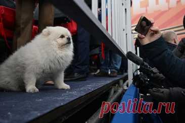 В Германии сочли собаку Лукашенко на параде в Москве отвлекающим маневром