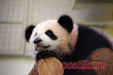 Самостоятельное ползание панды Катюши по тонким бревнам. Панда Катюша научилась ползать по тонким бревнам в большом вольере Московского зоопарка.