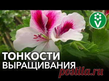 КОРОЛЕВСКАЯ ПЕЛАРГОНИЯ: все секреты выращивания в одном видео!
