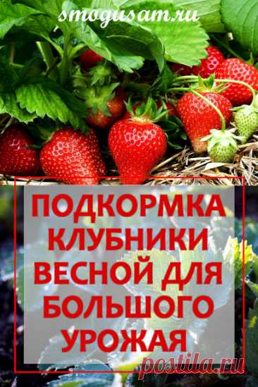 Чем подкормить и обработать клубнику весной для хорошего урожая