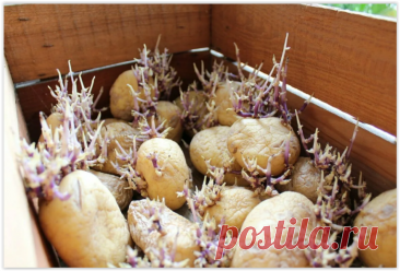 Делаем удобрение из картофельных ростков - натуральный биостимулятор роста!