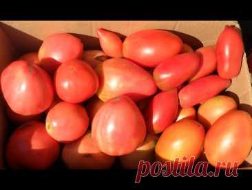 Выращивание помидоров в открытом грунте. Практический опыт.