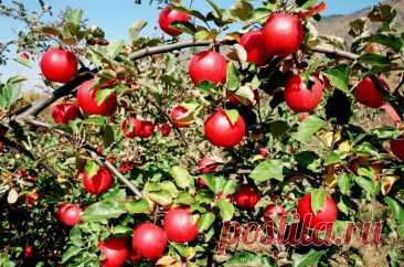 Как лечить паршу яблони правильно 