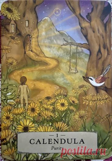 1. Календула. Оракул травяной астрологии Примечание Элеонора Ример Вытянутая сегодня карта Календулы призывает вернуться к своей самой подлинной сущности. Вам предлагается избавиться от ментального или