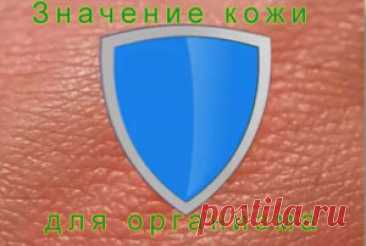 Значение кожи для организма