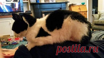 Unique Cats with Beautiful Odd Details