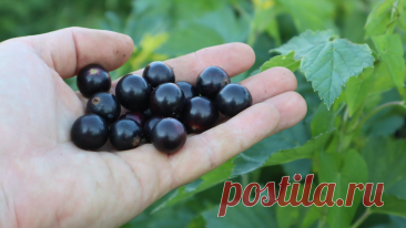 Подкормите так кусты смородины и крыжовника в сентябре октябре для колоссального урожая в следующем году! | Сад огород life | Дзен