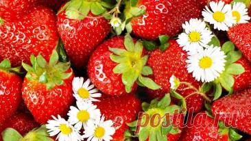 Балую свою клубнику ядерной смесью от вредителей и болезней