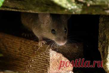Как не дать грызунам поселится в вашем доме — Ботаничка