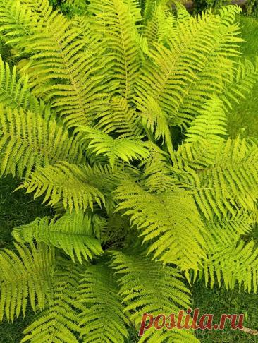 Паспорт растения: Папоротник садовый