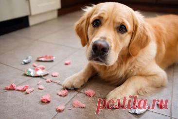 🐶⚠️ Даже без ксилитола жевательная резинка опасна для собак! Крупные куски могут вызвать кишечную непроходимость.
Следите за симптомами: рвота, апатия, боль в животе, запоры.
При малейшем подозрении — сразу к ветеринару!
#собаки#здоровье#ветеринар
Изображение от ChatGPT