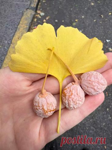 Plantiza - Хочу вырастить гинкго из семян