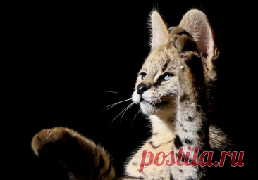 5 самых маленьких, но выдающихся диких охотников из семейства кошачьих / Флора и фауна / iXBT Live