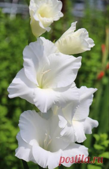 Gladiolus