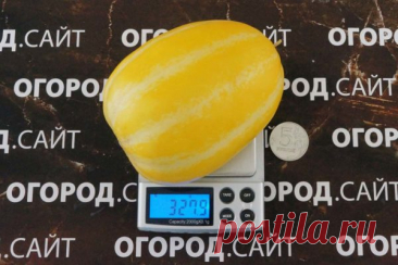 Ранняя холодостойкая корейская дыня Шамое | ОГОРОД.сайт