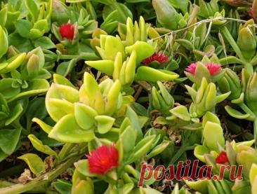 Паспорт растения: Аптения сердцелистная (Aptenia cordifolia, синоним Mesembryanthemum cordifolium)