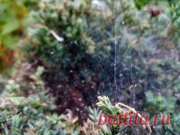 Что посадить, чтобы комары забыли дорогу на ваш участок: 5 растений-репеллентов для зоны отдыха. Летний вечер на даче может превратиться в кошмар, если комары решат устроить пир.