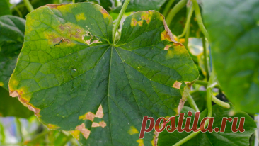 Обеззараживаю почву медным купоросом в сентябре. Грунт оздоровится к весне без дорогих препаратов | Идеальный огород | Дзен