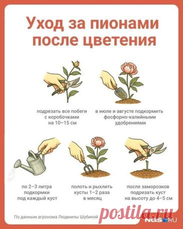 Уход за пионами после цветения