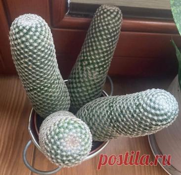 Паспорт растения: Маммиллярия матуде (Mammillaria matudae)