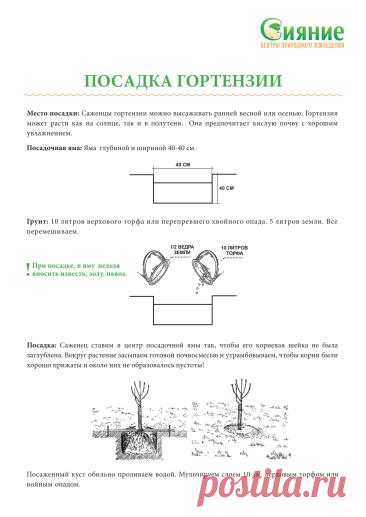 Посадка гортензии