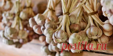 Как сохранить чеснок до весны в квартире
