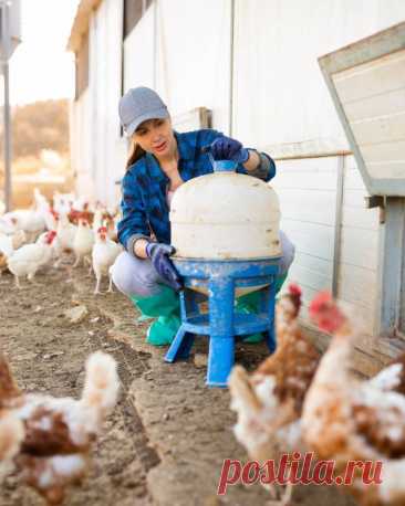 Полезный лайфхак для селян: что добавить в поилку для кур зимой, чтобы они лучше неслись и не болели — Гармония в тебе