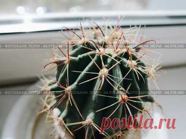 Close-up of a cactus on a white windowsill Стоковое фото, фотограф Ilaronsia / Фотобанк Лори