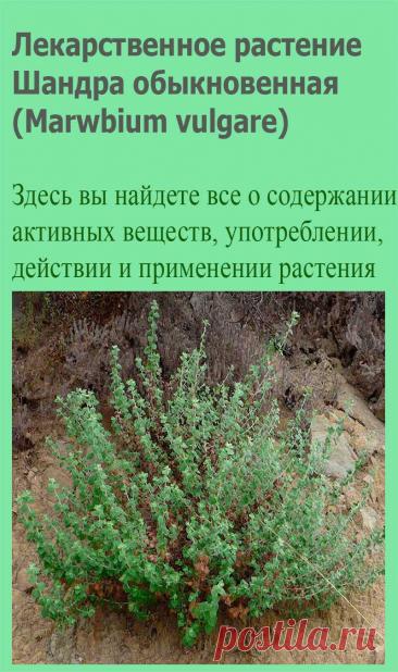 Лекарственное растение Шандра обыкновенная (Marwbium vulgare). Многолетнее растение высотой 30-60 или даже 80 см. Стебли 4-гранные, с белым шерстистым опушением. Листья округлые до яйцевидно-эллиптических, сначала покрытые густым белым шерстистым опушением, позднее оголяются.
