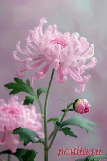 Пин на доске яГЕОРГИН