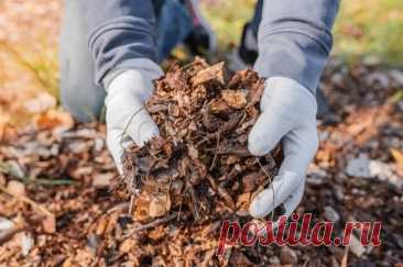 Алхимия земли. Как приготовить компост для плодородия почвы? | Аргументы и факты – aif.ru | Дзен
