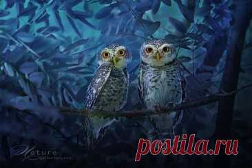 Такие удивительные совы.