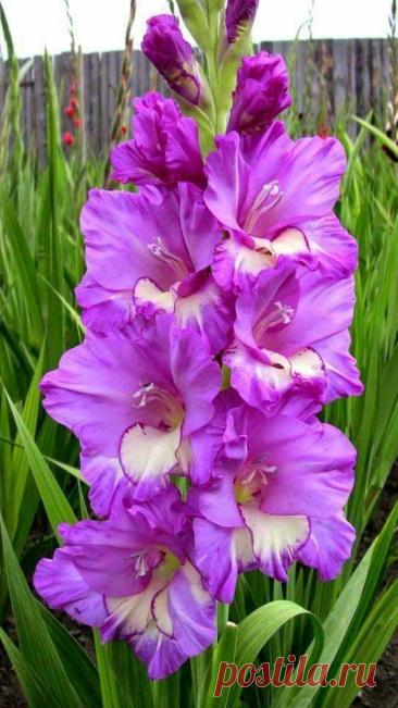 Пин на доске яГЛАДИОЛУСЫ
