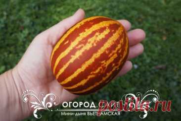 Мини-дыня Вьетнамская ананасная, семена купить | ОГОРОД.сайт