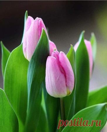 Пин на доске яТЮЛЬПАНЫ