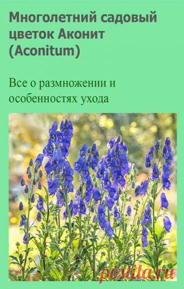 Многолетний садовый цветок Аконит (Aconitum). Травянистый корневищный или корнеклубневой многолетник. Цветки имеют форму башмачка, листья темно-зеленые, пальчато-раздельные, блестящие. Цветет в середине лета. Большинство видов ядовито.