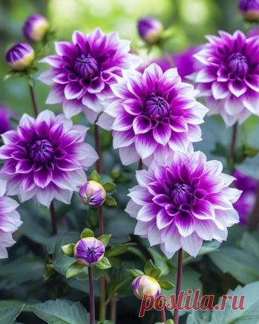 Пин на доске яГЕОРГИН