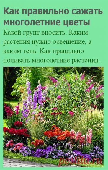 Как правильно сажать многолетние цветы. Этот вопрос задает каждый, кто приобретает многолетнее растение. С однолетними растениями все понятно - весной посадил, осенью распрощался, а здесь - такая ответственность, нужно сохранить цветы для последующих сезонов.
