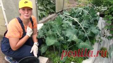 Что любит покушать капуста, чем я ее щедро угощаю для сочных и больших качанов. | Садовый мир | Дзен