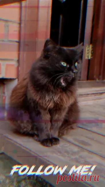 #고양이 #cat #catsoftiktok #slideshow #snowapp #кот #котик #котэ #рек #рекомендации — Wibes #고양이 #cat #catsoftiktok #slideshow #snowapp #кот #котик #котэ #рек #рекомендации